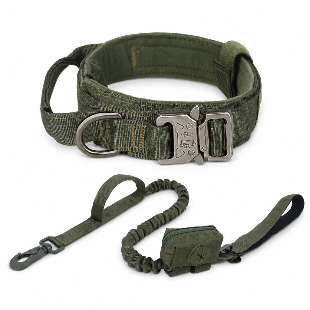 Padded Dog Collar & Bungee Leash Set