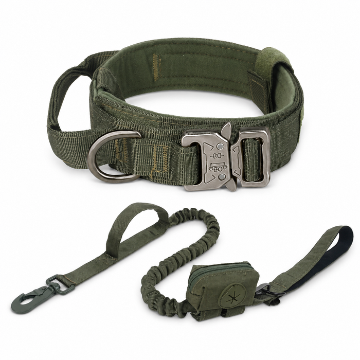 Padded Dog Collar & Bungee Leash Set